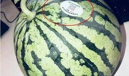 遵义网红吃瓜,揭秘网络红人的幕后故事